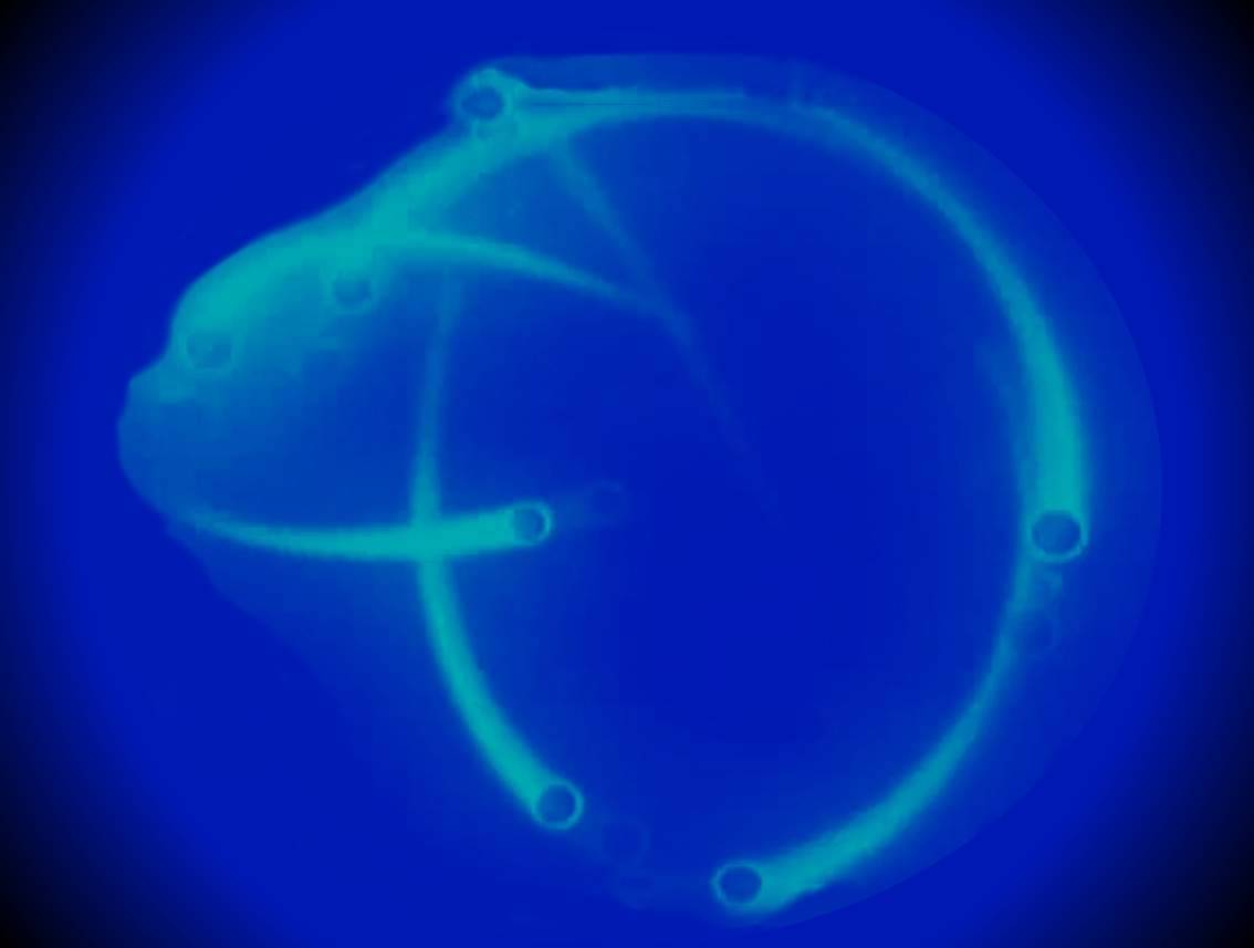 Image �nergie des biophotons